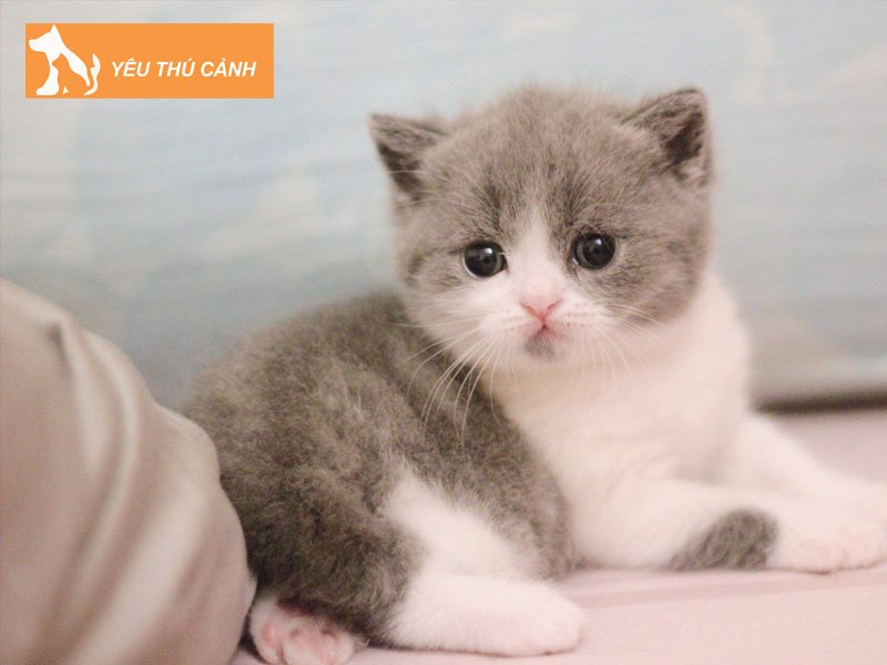 vi-sao-nen-chon-nuoi-meo-anh-long-ngan-thucanh