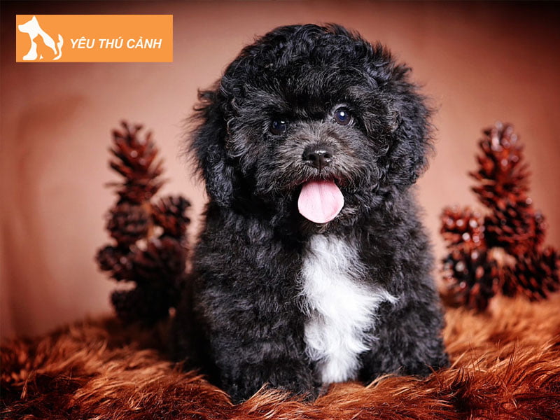 vi-sao-phai-tiem-chung-cho-poodle-thucanh