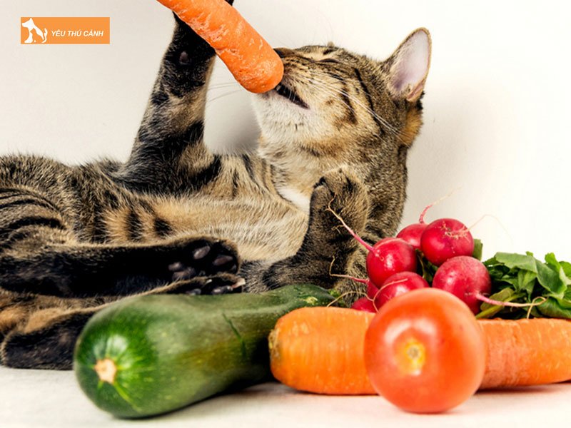 Vi-sao-rau-cu-qua-nen-duoc-bo-sung-cho-meo-an-thucanh