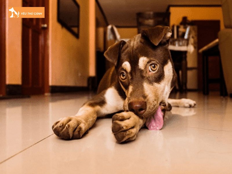 Vung-mep-cho-bi-thuong-thucanh