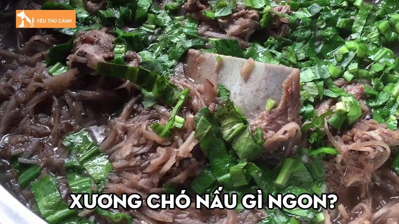 Xương chó nấu gì ngon? Bật mí các món dễ ăn, dễ nấu nhất