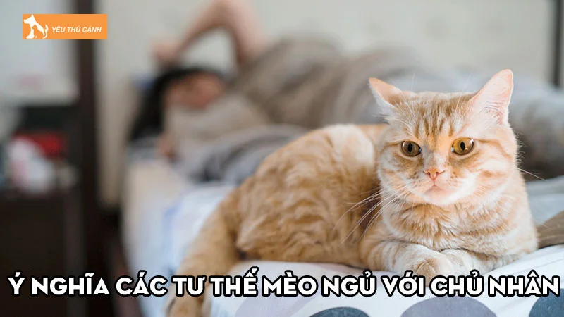 Ý nghĩa các tư thế mèo ngủ với chủ nhân thường gặp là gì?