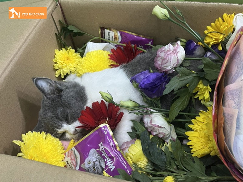 y-nghia-cua-dich-vu-hoa-tang-cho-meo-thucanh