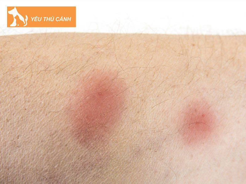 bi-ran-meo-can-thi-co-the-mac-nhung-benh-gi-thucanh