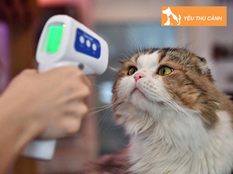 chan-doan-va-dieu-tri-meo-chay-mau-tu-am-dao-thucanh