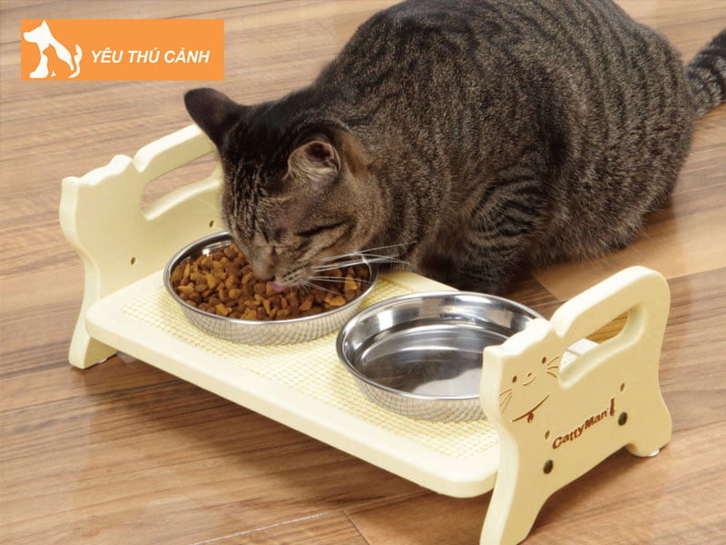 chi-phi-nuoi-meo-moi-thang-la-bao-nhieu-1-thucanh