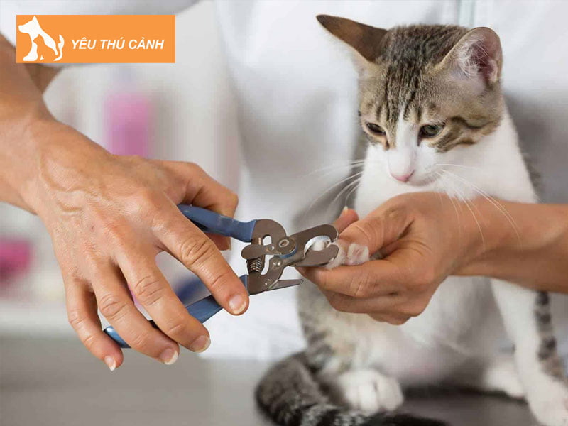 chi-phi-nuoi-meo-moi-thang-la-bao-nhieu-2-thucanh