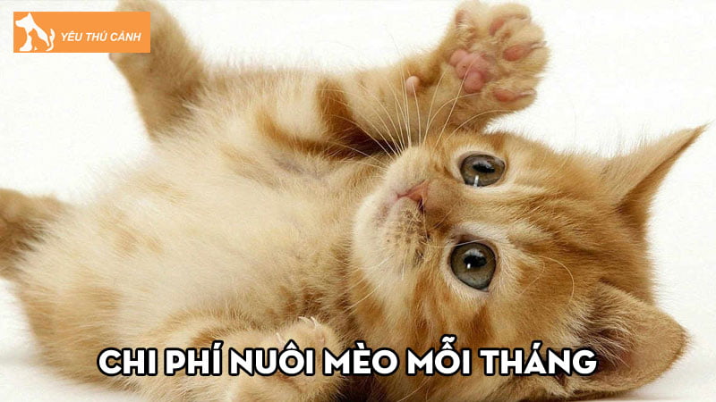 Chi phí nuôi mèo mỗi tháng là bao nhiêu? Những khoản cần phải chi trả
