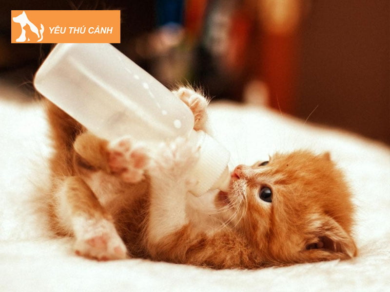 chi-phi-nuoi-meo-moi-thang-la-bao-nhieu-thucanh