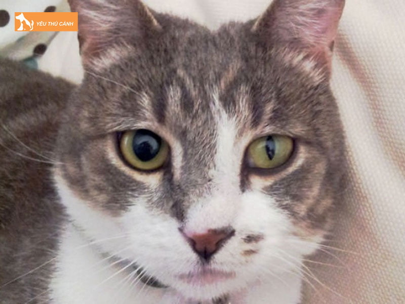dac-diem-dong-tu-o-mat-meo-thucanh