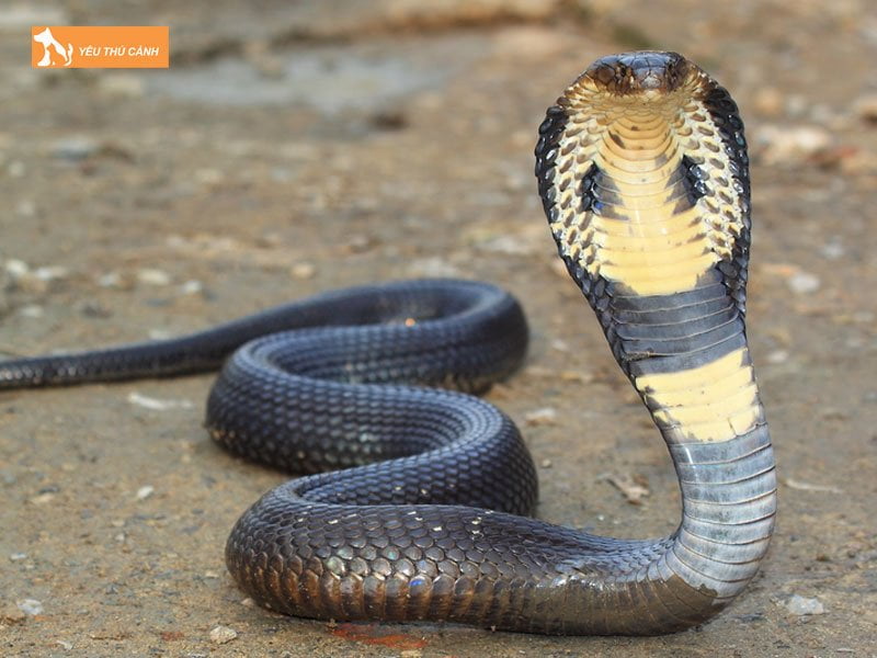 dac-diem-ho-mang-dat-thucanh