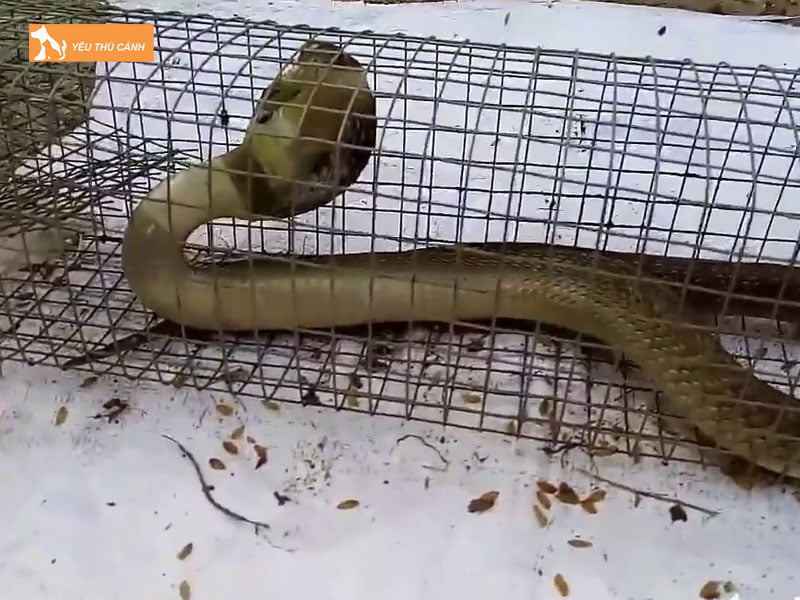 dac-diem-nhan-biet-ran-ho-meo-thucanh