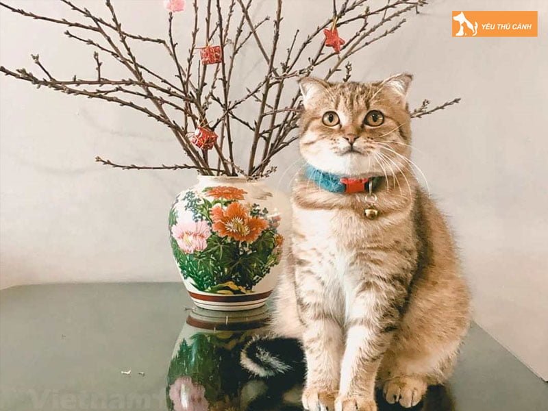 dac-diem-tinh-cach-cua-nguoi-tuoi-con-meo-thucanh