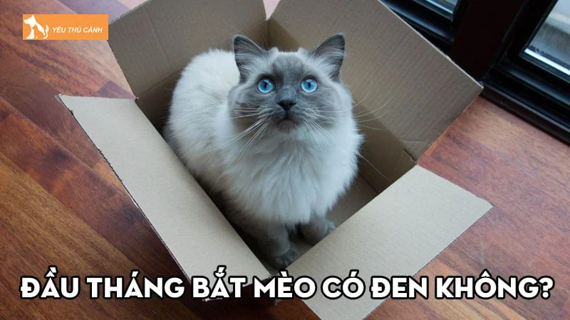 Đầu tháng bắt mèo có đen không? Nên bắt nuôi con gì may mắn?