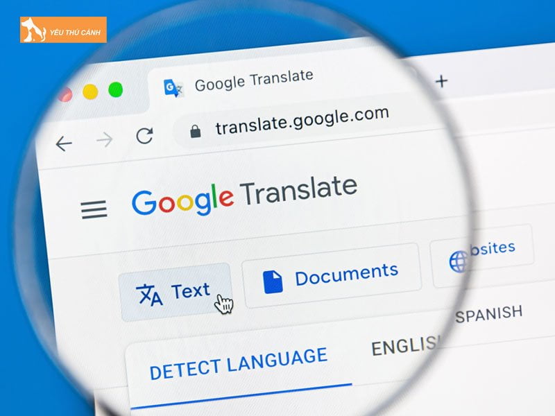 google-translate-thucanh