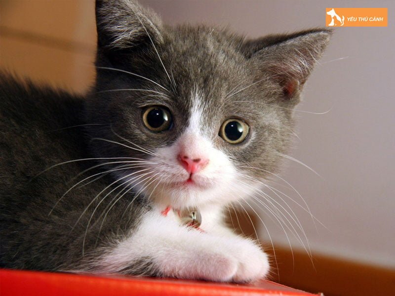 hinh-tuong-con-meo-trong-van-hoa-dan-gian-thucanh