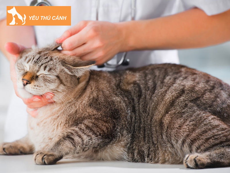 lam-sao-de-tranh-bi-ran-meo-can-thucanh