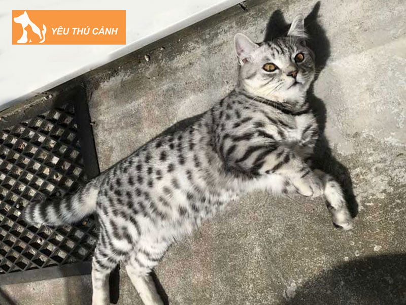 meo-anh-long-ngan-co-dom-thucanh