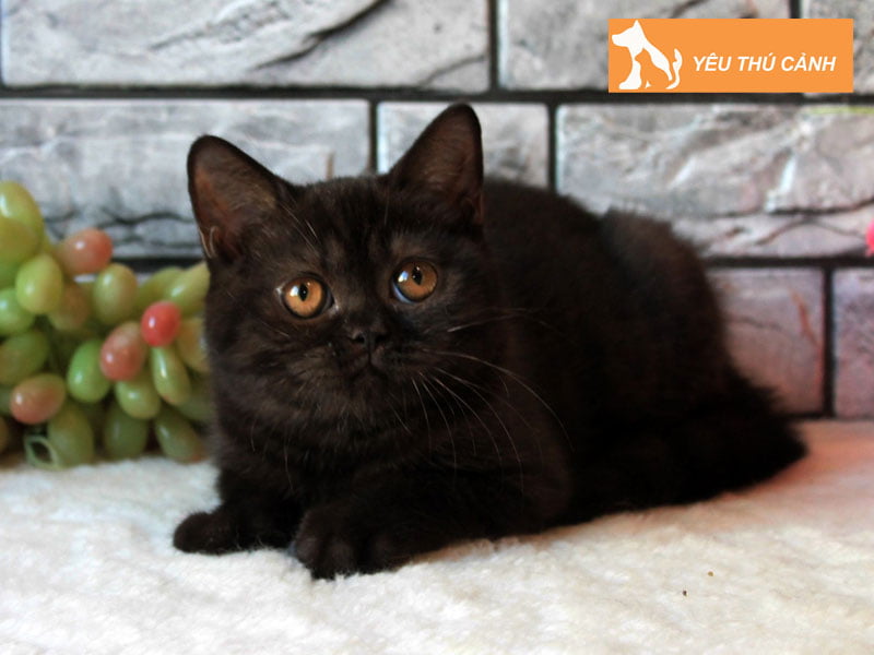 meo-anh-long-ngan-mau-den-thucanh