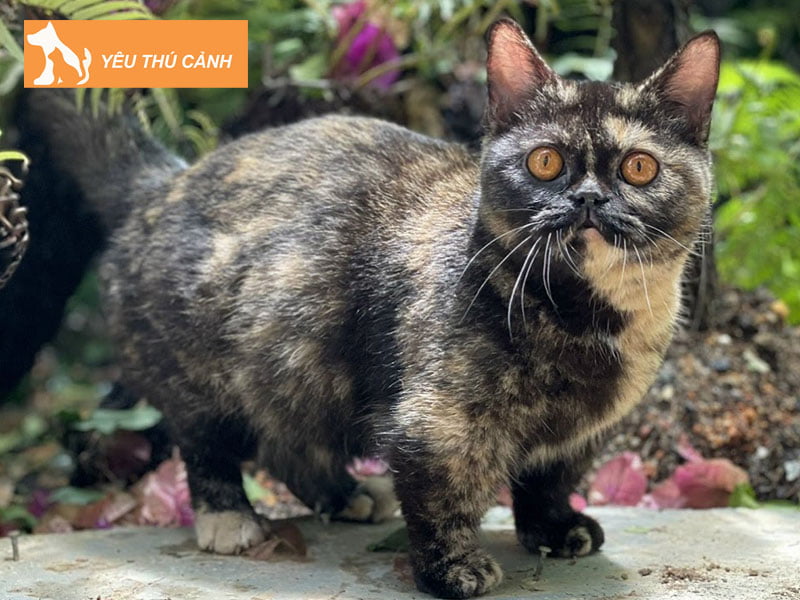 meo-anh-long-ngan-mau-doi-moi-thucanh