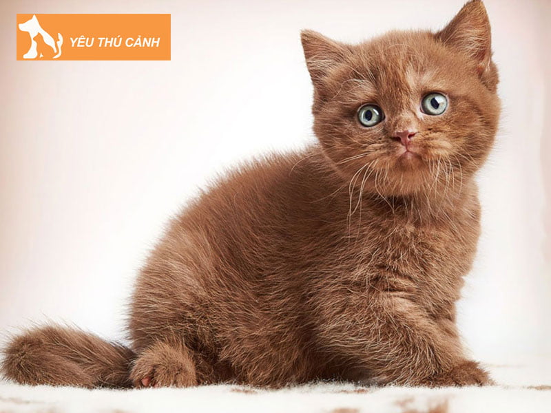 meo-anh-long-ngan-mau-ginger-thucanh