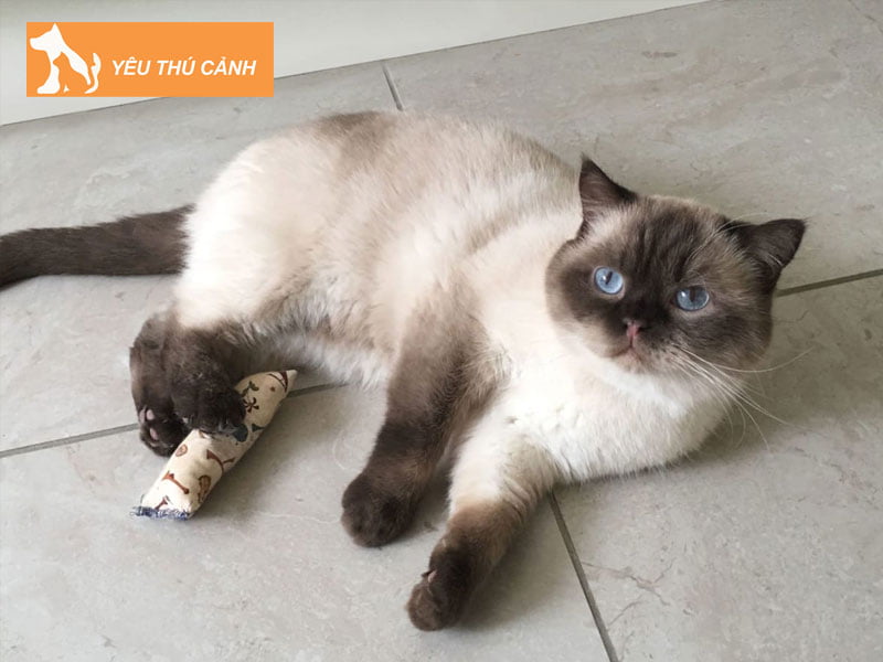 meo-anh-long-ngan-mau-hyma-thucanh