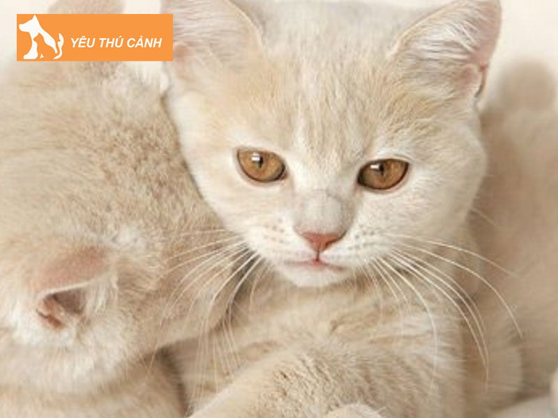 meo-anh-long-ngan-mau-kem-thucanh