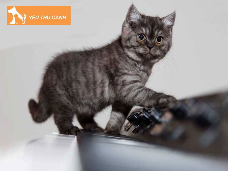 meo-anh-long-ngan-mau-khoi-smoke-thucanh