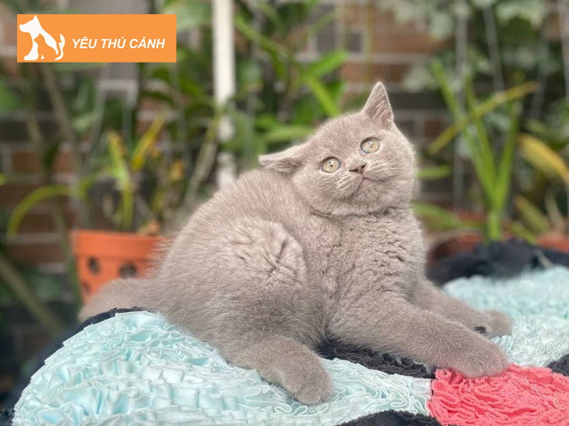 meo-anh-long-ngan-mau-lilac-thucanh