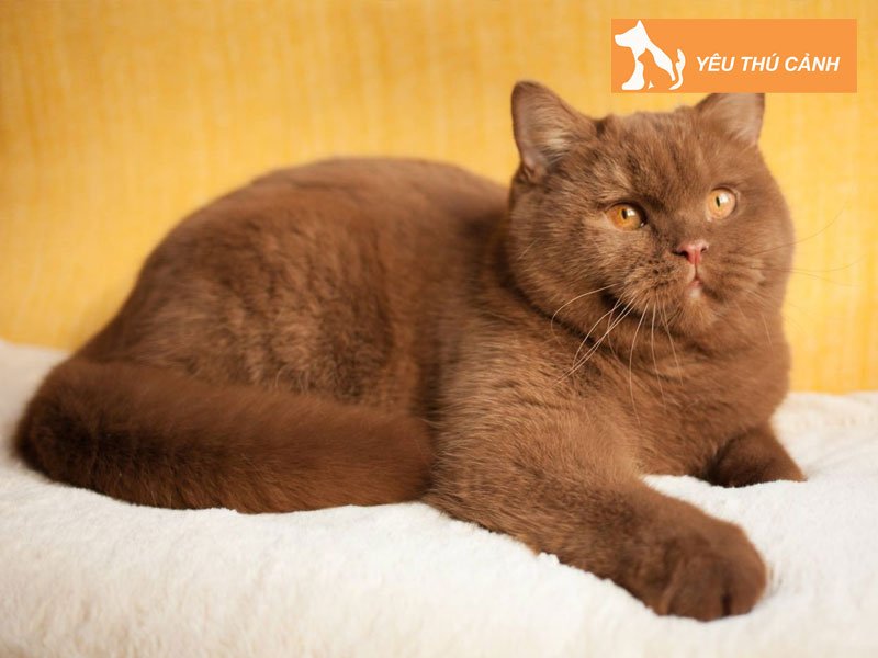 meo-anh-long-ngan-mau-nau-thucanh
