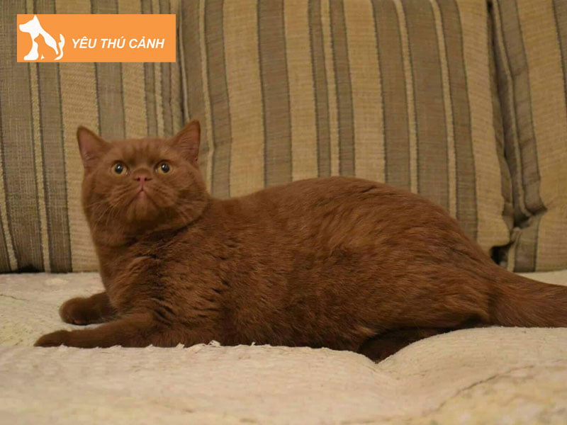 meo-anh-long-ngan-mau-que-thucanh