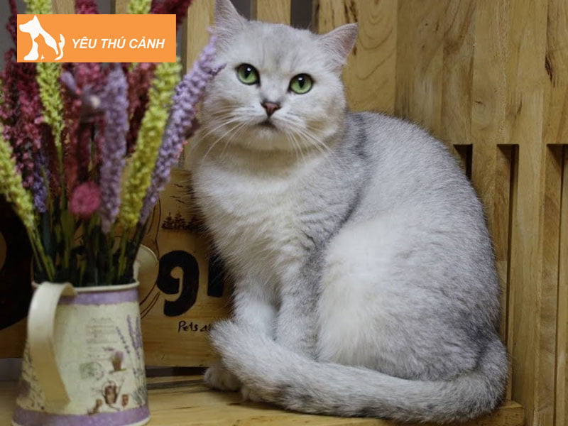 meo-anh-long-ngan-mau-silver-thucanh