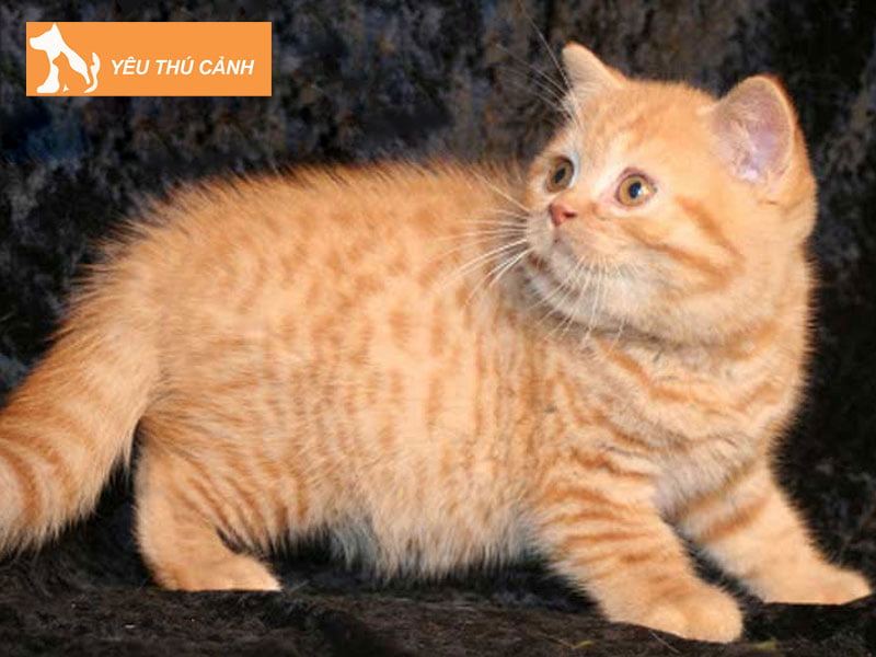 meo-anh-long-ngan-mau-tabby-do-thucanh