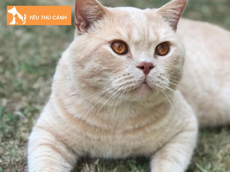 meo-anh-long-ngan-mau-tabby-kem-thucanh