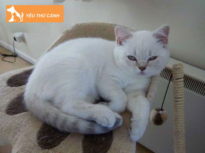 meo-anh-long-ngan-mau-tabby-lilac-thucanh