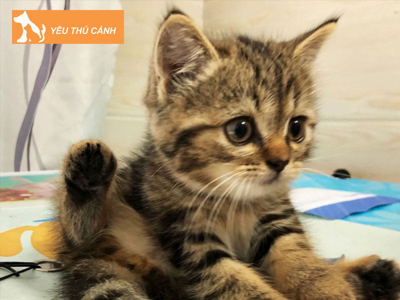 meo-anh-long-ngan-mau-tabby-nau-thucanh