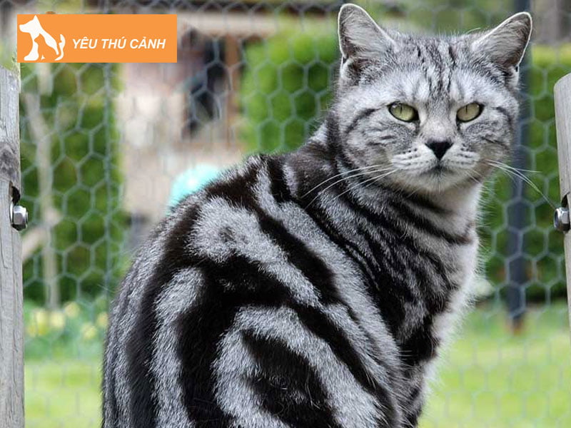 meo-anh-long-ngan-mau-tabby-xanh-thucanh