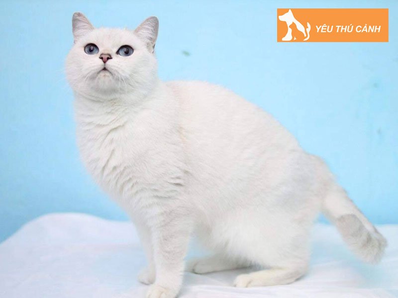 meo-anh-long-ngan-mau-trang-thucanh