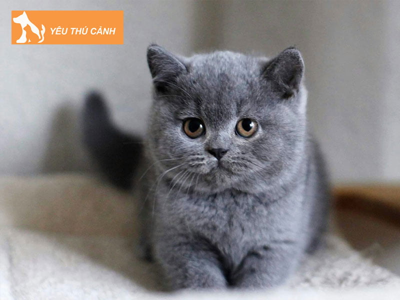 meo-anh-long-ngan-mau-xam-thucanh