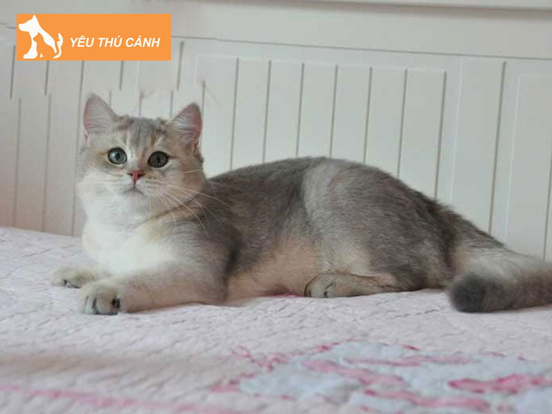 meo-anh-long-ngan-muoi-tieu-thucanh