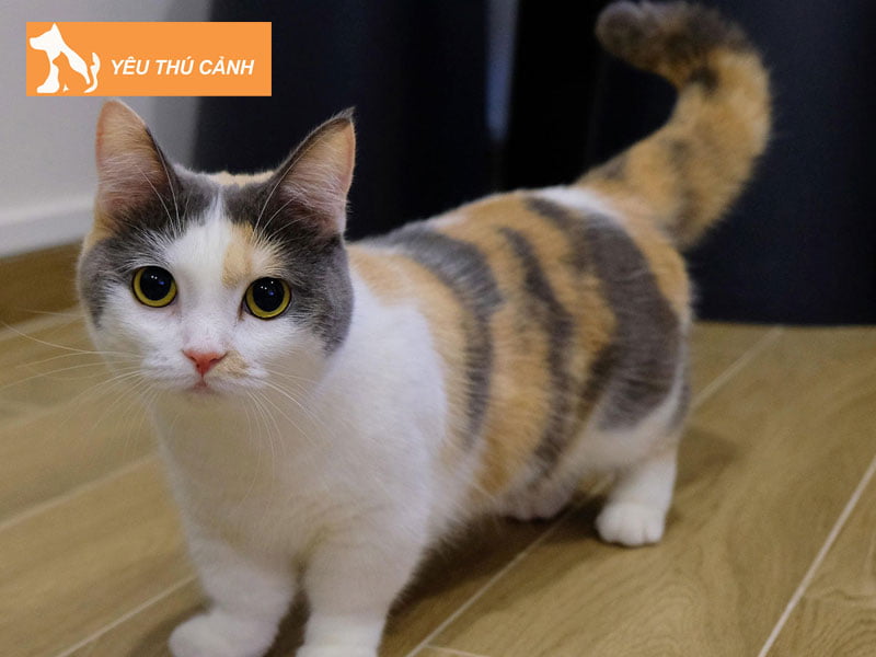 meo-anh-long-ngan-tam-the-mau-tri-va-nhi-the-mau-bi-thucanh