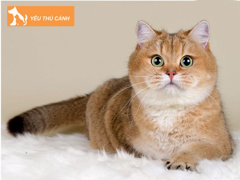 meo-anh-long-ngan-vang-thucanh