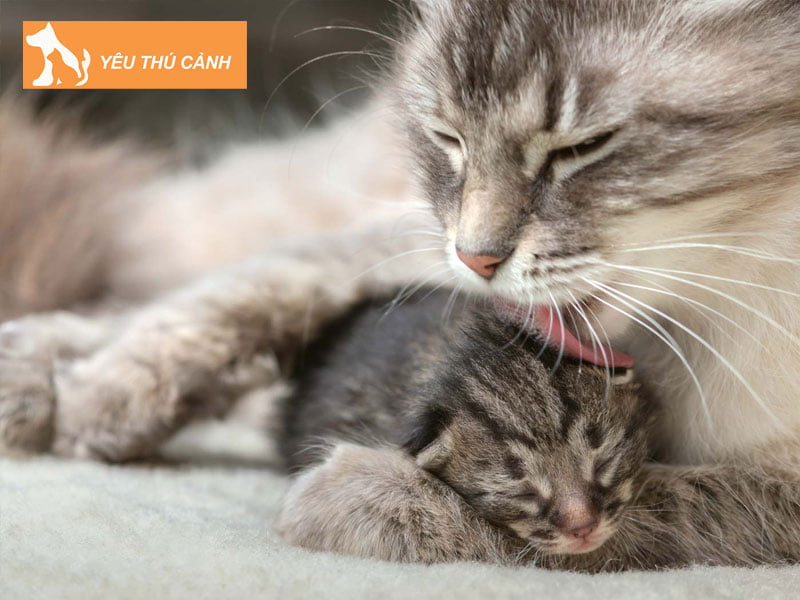 meo-de-bo-an-do-met-moi-thucanh