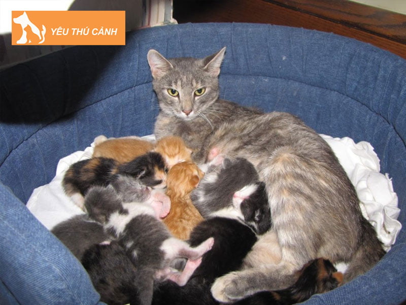 meo-de-xong-bi-viem-vu-bo-an-thucanh