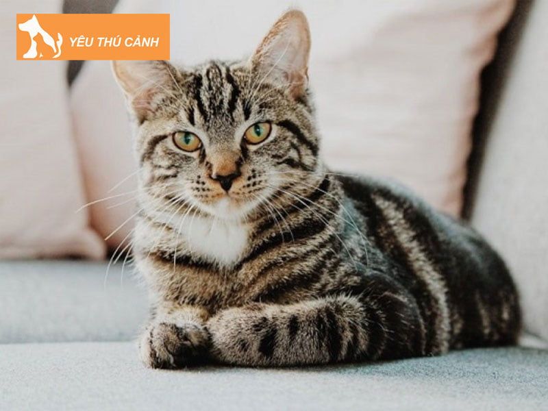 meo-long-ngan-anh-mau-tabby-meo-muop-thucanh