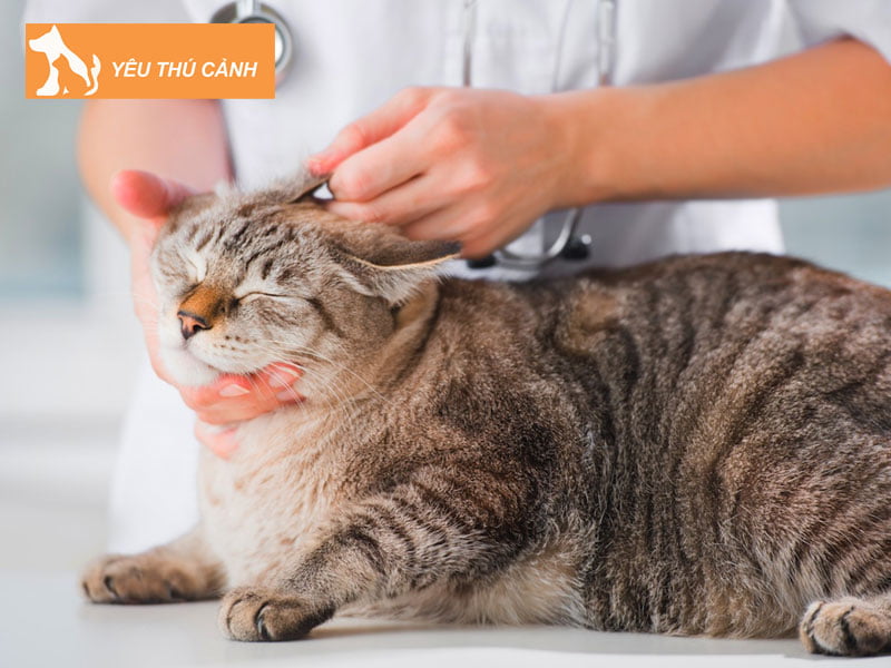 meo-me-bi-ha-canxi-mau-thucanh