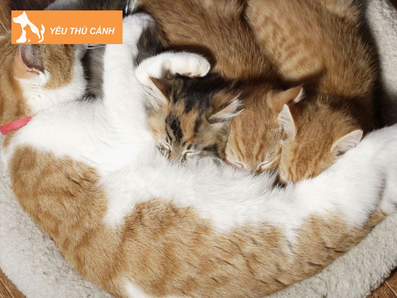 meo-me-bi-viem-tu-cung-muc-nhe-thucanh