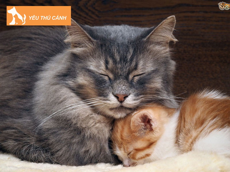 meo-me-moi-de-bo-an-do-meo-con-thucanh