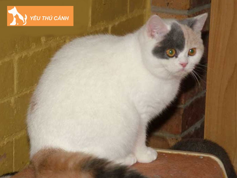 meo-van-anh-long-ngan-thucanh