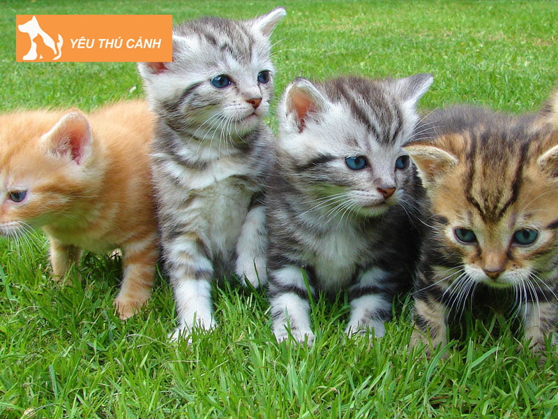 mot-nam-meo-de-bao-nhieu-lua-thucanh